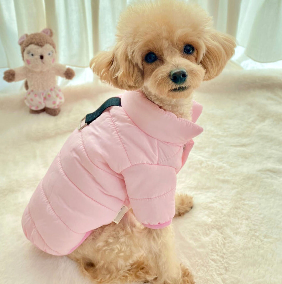 D-Ring Padded Jacket, S-2XL, Winter Jacket, Pet Clothing, Dog Jacket, Dog Fashion, Dog Apparel, Pet Clothing
